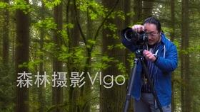 可爱的小考拉